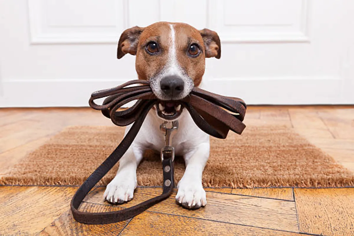 A playful dog on a leash stands on a doormat, ready for a walk or playtime. The energetic mood showcases the pet-friendly nature of the community and the inclusion of four-legged family members in daily routines.